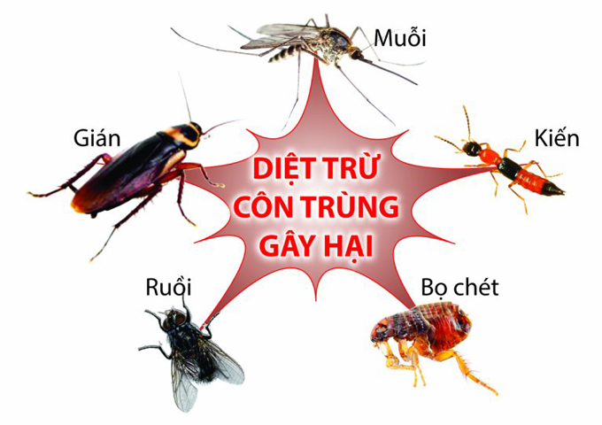 Dịch vụ diệt côn trùng của Không Gian Sạch
