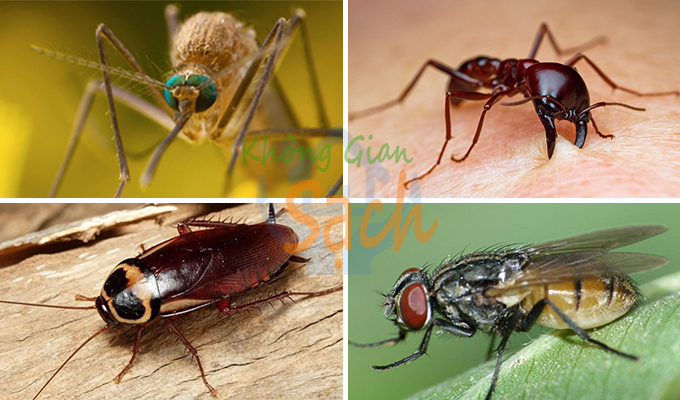 Diệt ruồi, muỗi, kiến, gián